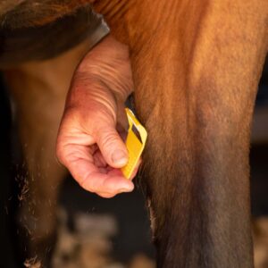 Equi-Shave