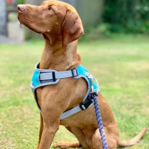 Dog Collar & Leads