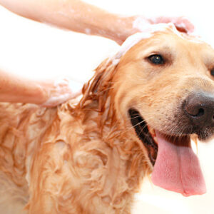 Dog Grooming & Accessories