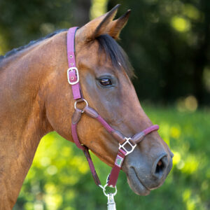 USG 'Dublin' Headcollar