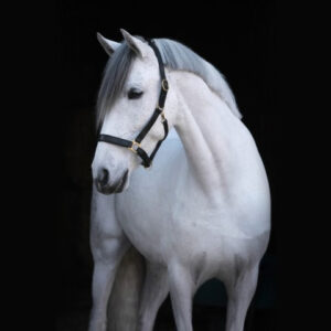 Covalliero Eco Leather Headcollar