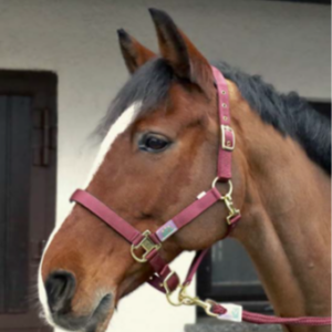 Everyday Padded Headcollar