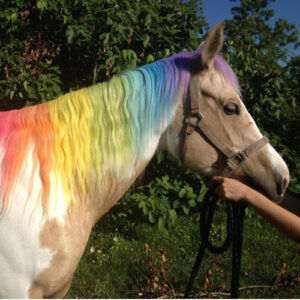Pony Chalks Pack of 24
