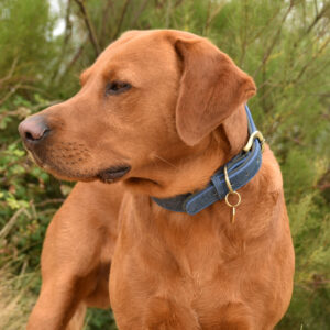 Titan K9® - The Foxley Woods Collar
