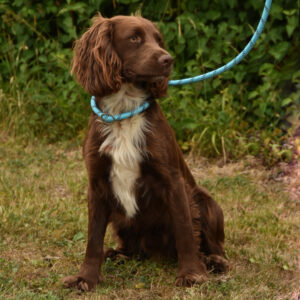 Titan K9® - The Everyday Slip Lead