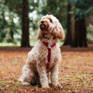 Titan K9® - The Velvet Harness